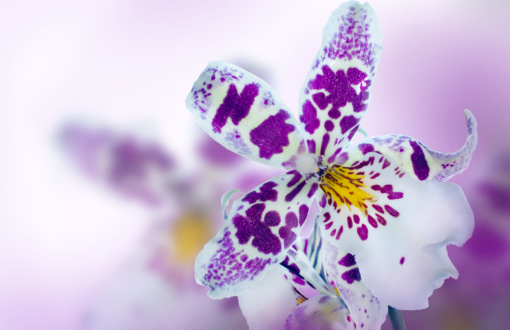 Orchid in the diffuse background of lilac